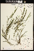  (Potamogeton ogdenii - CCDB-26261-G06)  @11 [ ] CreativeCommons - Attribution (2017) Maria Kuzmina Centre for Biodiversity Genomics