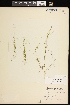  (Potamogeton confervoides - CCDB-26261-G07)  @11 [ ] CreativeCommons - Attribution (2017) Maria Kuzmina Centre for Biodiversity Genomics