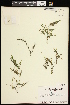  ( - CCDB-26261-G10)  @11 [ ] CreativeCommons - Attribution (2017) Maria Kuzmina Centre for Biodiversity Genomics