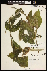  (Potamogeton amplifolius - CCDB-26261-G11)  @11 [ ] CreativeCommons - Attribution (2017) Maria Kuzmina Centre for Biodiversity Genomics