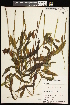  ( - CCDB-26261-G12)  @11 [ ] CreativeCommons - Attribution (2017) Maria Kuzmina Centre for Biodiversity Genomics