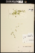  ( - CCDB-26261-H07)  @11 [ ] CreativeCommons - Attribution (2017) Maria Kuzmina Centre for Biodiversity Genomics