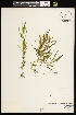  ( - CCDB-26261-H08)  @11 [ ] CreativeCommons - Attribution (2017) Maria Kuzmina Centre for Biodiversity Genomics