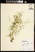  ( - CCDB-26261-H09)  @11 [ ] CreativeCommons - Attribution (2017) Maria Kuzmina Centre for Biodiversity Genomics
