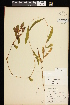 ( - CCDB-26261-H11)  @11 [ ] CreativeCommons - Attribution (2017) Maria Kuzmina Centre for Biodiversity Genomics