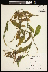  ( - CCDB-26261-H12)  @11 [ ] CreativeCommons - Attribution (2017) Maria Kuzmina Centre for Biodiversity Genomics