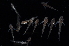  ( - WCH_1032)  @11 [ ] CreativeCommons - Attribution Non-Commercial Share-Alike (2017) Matthieu Leray Smithsonian Institution