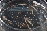  ( - WCH_1109)  @11 [ ] CreativeCommons - Attribution Non-Commercial Share-Alike (2017) Matthieu Leray Smithsonian Institution