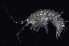  ( - WCH_1144)  @11 [ ] CreativeCommons - Attribution Non-Commercial Share-Alike (2017) Matthieu Leray Smithsonian Institution