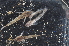  ( - WCH_1153)  @11 [ ] CreativeCommons - Attribution Non-Commercial Share-Alike (2017) Matthieu Leray Smithsonian Institution