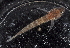  ( - WCH_1211)  @11 [ ] CreativeCommons - Attribution Non-Commercial Share-Alike (2017) Matthieu Leray Smithsonian Institution