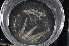  ( - WCH_1252)  @11 [ ] CreativeCommons - Attribution Non-Commercial Share-Alike (2017) Matthieu Leray Smithsonian Institution