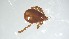  ( - VBDTK012024C07)  @11 [ ] Copyright (2024) Luis M. Hernandez-Triana Animal and Plant Health Agency