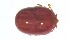  ( - VBDTK012024C08)  @11 [ ] Copyright (2024) Luis M. Hernandez-Triana Animal and Plant Health Agency