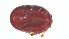  ( - VBDTK012024C08)  @11 [ ] Copyright (2024) Luis M. Hernandez-Triana Animal and Plant Health Agency