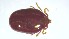  ( - VBDTK012024C12)  @11 [ ] Copyright (2024) Luis M. Hernandez-Triana Animal and Plant Health Agency