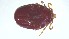  ( - VBDTK012024C12)  @11 [ ] Copyright (2024) Luis M. Hernandez-Triana Animal and Plant Health Agency