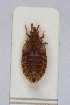  (Aradus sp. WR - Het_inatura-WR_0003)  @12 [ ] CreativeCommons  Attribution Non-Commercial Share-Alike (2016) Wolfgang Rabitsch Wolfgang Rabitsch