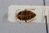  ( - Het_inatura-WR_0037)  @11 [ ] CreativeCommons  Attribution Non-Commercial Share-Alike (2016) Wolfgang Rabitsch Wolfgang Rabitsch