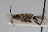  ( - Het_inatura-WR_0042)  @12 [ ] CreativeCommons  Attribution Non-Commercial Share-Alike (2016) Wolfgang Rabitsch Wolfgang Rabitsch