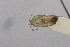  ( - Het_inatura-WR_0062)  @12 [ ] CreativeCommons  Attribution Non-Commercial Share-Alike (2016) Wolfgang Rabitsch Wolfgang Rabitsch