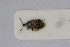  (Anthocoris sp. WR - Het_inatura-WR_0078)  @11 [ ] CreativeCommons  Attribution Non-Commercial Share-Alike (2016) Wolfgang Rabitsch Wolfgang Rabitsch