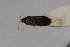  ( - Het_inatura-WR_0093)  @12 [ ] CreativeCommons  Attribution Non-Commercial Share-Alike (2016) Wolfgang Rabitsch Wolfgang Rabitsch