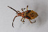  ( - Het_inatura-WR_0124)  @13 [ ] CreativeCommons  Attribution Non-Commercial Share-Alike (2016) Wolfgang Rabitsch Wolfgang Rabitsch