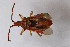  (Gonocerus insidiator - Het_inatura-WR_0167)  @13 [ ] CreativeCommons  Attribution Non-Commercial Share-Alike (2016) Wolfgang Rabitsch Wolfgang Rabitsch