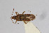  (Belonochilus numenius - Het_inatura-WR_0174)  @13 [ ] CreativeCommons  Attribution Non-Commercial Share-Alike (2016) Wolfgang Rabitsch Wolfgang Rabitsch