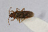  (Arocatus longiceps - Het_inatura-WR_0175)  @14 [ ] CreativeCommons  Attribution Non-Commercial Share-Alike (2016) Wolfgang Rabitsch Wolfgang Rabitsch