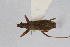  ( - Het_inatura-WR_0197)  @12 [ ] CreativeCommons  Attribution Non-Commercial Share-Alike (2016) Wolfgang Rabitsch Wolfgang Rabitsch