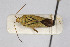  (Calocoris affinis - Het_inatura-WR_0215)  @13 [ ] CreativeCommons  Attribution Non-Commercial Share-Alike (2016) Wolfgang Rabitsch Wolfgang Rabitsch