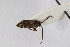  ( - Het_inatura-WR_0219)  @11 [ ] CreativeCommons  Attribution Non-Commercial Share-Alike (2016) Wolfgang Rabitsch Wolfgang Rabitsch