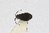  ( - Het_inatura-WR_0235)  @12 [ ] CreativeCommons  Attribution Non-Commercial Share-Alike (2016) Wolfgang Rabitsch Wolfgang Rabitsch