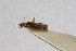  (Dicyphus sp - Het_inatura-WR_0243)  @11 [ ] CreativeCommons  Attribution Non-Commercial Share-Alike (2016) Wolfgang Rabitsch Wolfgang Rabitsch