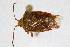  (Elasmostethus interstinctus - Het_inatura-WR_0246)  @14 [ ] CreativeCommons  Attribution Non-Commercial Share-Alike (2016) Wolfgang Rabitsch Wolfgang Rabitsch