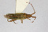  ( - Het_inatura-WR_0251)  @12 [ ] CreativeCommons  Attribution Non-Commercial Share-Alike (2016) Wolfgang Rabitsch Wolfgang Rabitsch