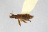  ( - Het_inatura-WR_0253)  @12 [ ] CreativeCommons  Attribution Non-Commercial Share-Alike (2016) Wolfgang Rabitsch Wolfgang Rabitsch
