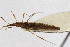  (Berytinus clavipes - Het_inatura-WR_0315)  @14 [ ] CreativeCommons  Attribution Non-Commercial Share-Alike (2016) Wolfgang Rabitsch Wolfgang Rabitsch