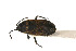  (Trapezonotus desertus - Het_inatura-WR_0317)  @14 [ ] CreativeCommons  Attribution Non-Commercial Share-Alike (2016) Wolfgang Rabitsch Wolfgang Rabitsch