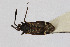  ( - Het_inatura-WR_0329)  @13 [ ] CreativeCommons  Attribution Non-Commercial Share-Alike (2016) Wolfgang Rabitsch Wolfgang Rabitsch