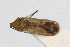  (Macrotylus solitarius - Het_inatura-WR_0334)  @12 [ ] CreativeCommons  Attribution Non-Commercial Share-Alike (2016) Wolfgang Rabitsch Wolfgang Rabitsch