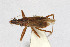  ( - Het_inatura-WR_0342)  @12 [ ] CreativeCommons  Attribution Non-Commercial Share-Alike (2016) Wolfgang Rabitsch Wolfgang Rabitsch