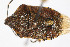  ( - Het_inatura-WR_0345)  @12 [ ] CreativeCommons  Attribution Non-Commercial Share-Alike (2016) Wolfgang Rabitsch Wolfgang Rabitsch