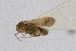  ( - Het_inatura-WR_0349)  @12 [ ] CreativeCommons  Attribution Non-Commercial Share-Alike (2016) Wolfgang Rabitsch Wolfgang Rabitsch