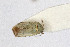  ( - Het_inatura-WR_0385)  @12 [ ] CreativeCommons  Attribution Non-Commercial Share-Alike (2016) Wolfgang Rabitsch Wolfgang Rabitsch