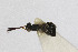  (Mecomma dispar - Het_inatura-WR_0387)  @12 [ ] CreativeCommons  Attribution Non-Commercial Share-Alike (2016) Wolfgang Rabitsch Wolfgang Rabitsch