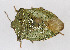  (Palomena prasina - Het_inatura-WR_0396)  @14 [ ] CreativeCommons  Attribution Non-Commercial Share-Alike (2016) Wolfgang Rabitsch Wolfgang Rabitsch