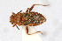  (Rhopalus conspersus - Het_inatura-WR_0424)  @13 [ ] CreativeCommons  Attribution Non-Commercial Share-Alike (2016) Wolfgang Rabitsch Wolfgang Rabitsch